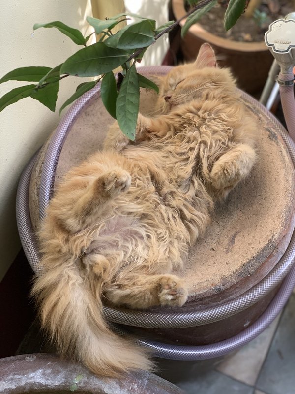 Les glandes anales du chat : l'essentiel à savoir